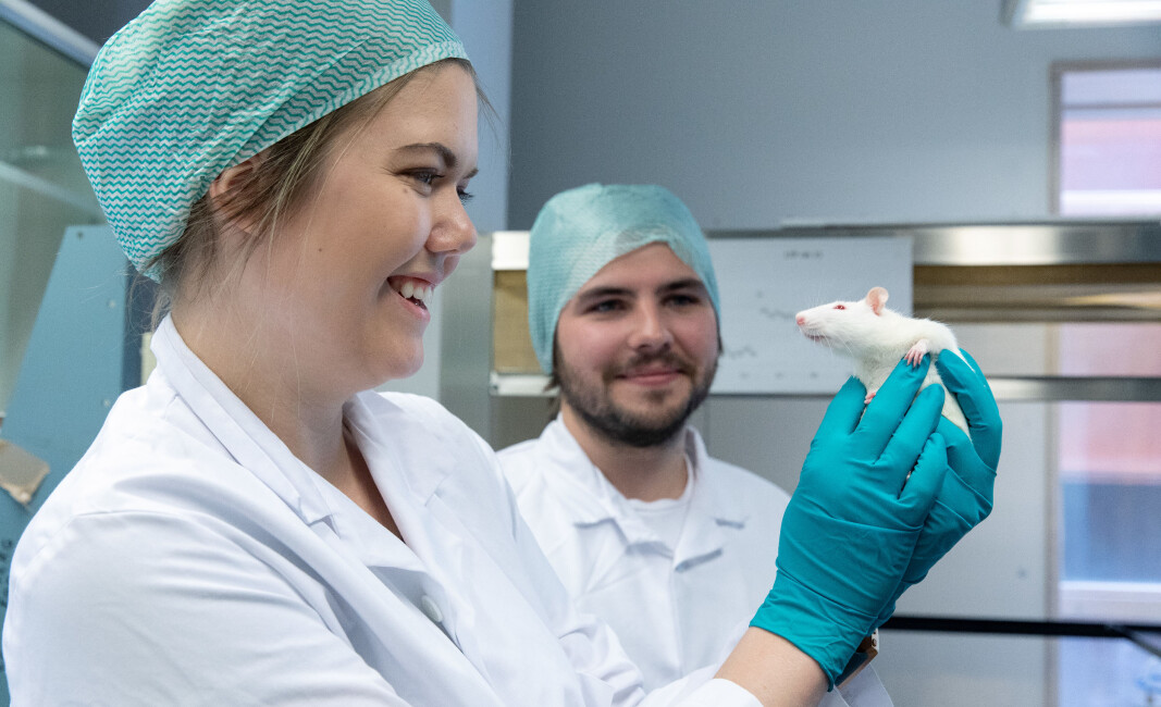 - Vi forsker på hva som skjer i hjernen når døgnrytmen vår endres. Andrea Rørvik Marti og kollega Øystein Holmelid på laboratoriet i BB-bygget. - Vi forsker på hva som skjer i hjernen når døgnrytmen vår endres. Andrea Rørvik Marti og kollega Øystein Holmelid på laboratoriet i BB-bygget.