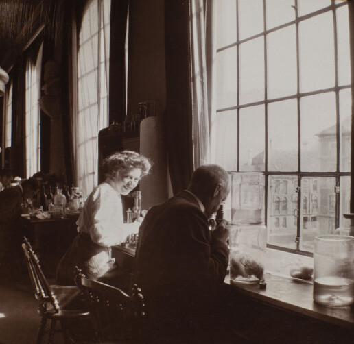 Miss Gray ved mikroskopet på Bergen Museum. Foto: Gandolfi. Signatur: UBB-BS-FOL-01040-002c