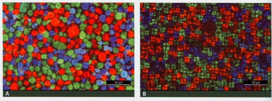Detaljebilde av potetstivelseskorn på Lumiere autokromplate i henholdsvis vanlig (A) og polarisert lys (B).
