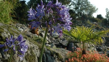 Agapanthus campanulatus i Fjellhagen. Agapanthus campanulatus i Fjellhagen.
