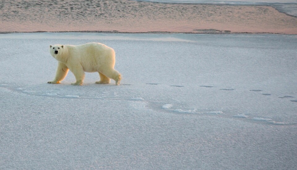 En isbjørn på tur over isflakene i Polhavet.