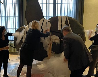 Rektor Margareth Hagen og assisterende universitetsdirektør Tore Tungodden pakker opp Norges største gave på Universitetsmuseet.