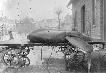 En vinterdag i 1902 i Muséhagen til Universitetsmuseet kunne man se månefisken fra Fedje på en stor båre ved Gartnerboligen. En vinterdag i 1902 i Muséhagen til Universitetsmuseet kunne man se månefisken fra Fedje på en stor båre ved Gartnerboligen.