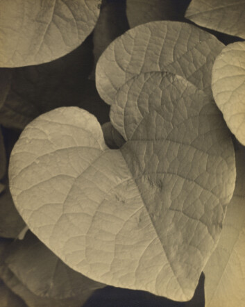 Uten tittel. Ralph Lindequist Wilson. Trolig 1930-tallet. Sølvgelatin fotografi. Uten tittel. Ralph Lindequist Wilson. Trolig 1930-tallet. Sølvgelatin fotografi.