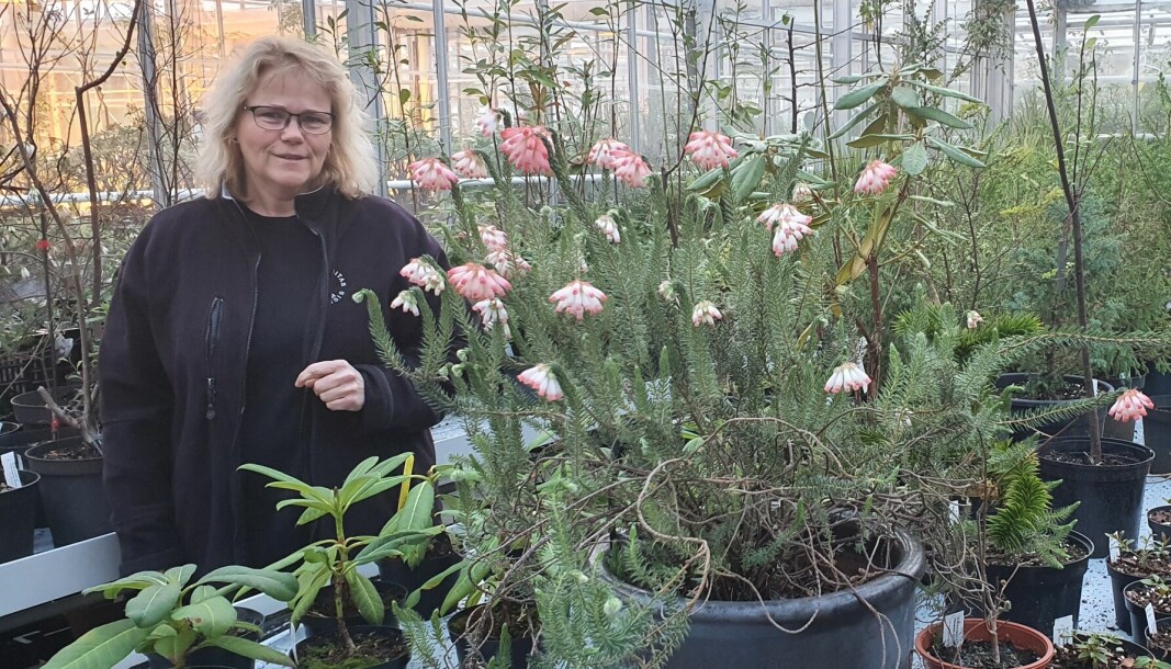 Else Jorunn Melstokkå jobber i Veksthuset på Milde med å produsere planter til Universitethagene, her med en type lyng.