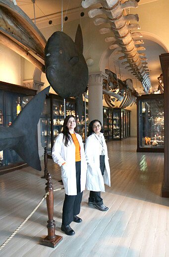 En av oppgavene som Christina og Soraya har hatt under pandemien, har vært å restaurere den 300 kg tunge månefisken i hvalsalen. Fisken ble fanget utenfor Fedje og har vært del av samlingen til museet siden 1902.