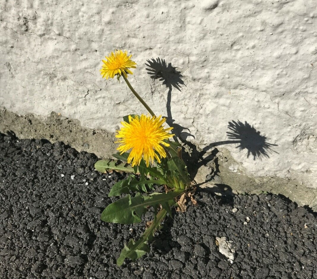 Løvetann bryt seg fram gjennom asfalten. Løvetann bryt seg fram gjennom asfalten.