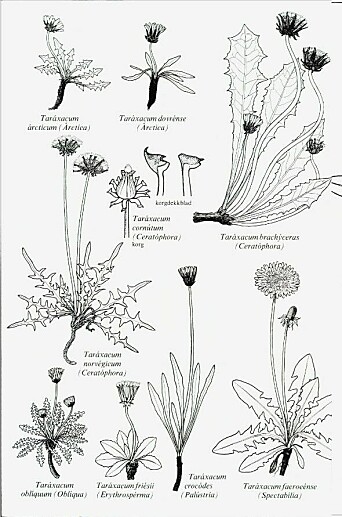Illustrasjon av Taraxacum i Norsk flora.