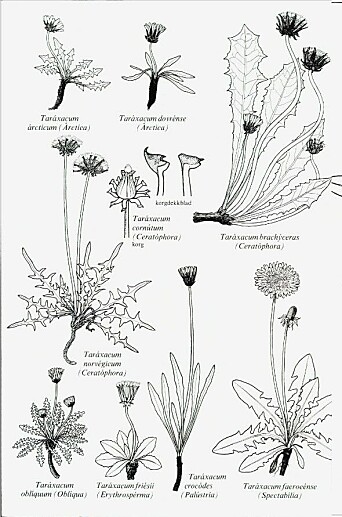 Illustrasjon av Taraxacum i Norsk flora. Illustrasjon av Taraxacum i Norsk flora.