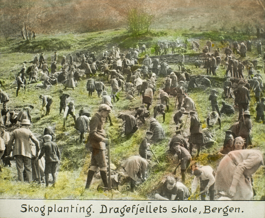 «Skogplanting. Dragefjellets skole, Bergen» Fotograf ukjent. BS-samlingen. Reprodusert av Atelier KK. Signatur: Ubb-bs-ok-19274. «Skogplanting. Dragefjellets skole, Bergen» Fotograf ukjent. BS-samlingen. Reprodusert av Atelier KK. Signatur: Ubb-bs-ok-19274.