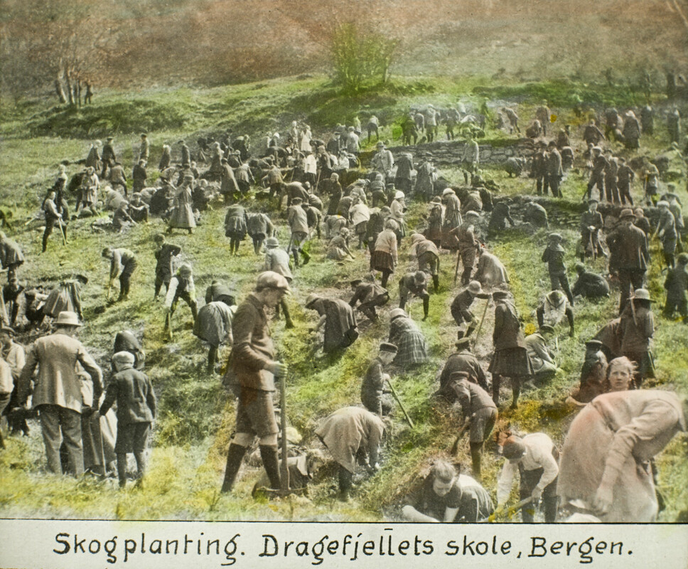 «Skogplanting. Dragefjellets skole, Bergen» Fotograf ukjent. BS-samlingen. Reprodusert av Atelier KK. Signatur: Ubb-bs-ok-19274.