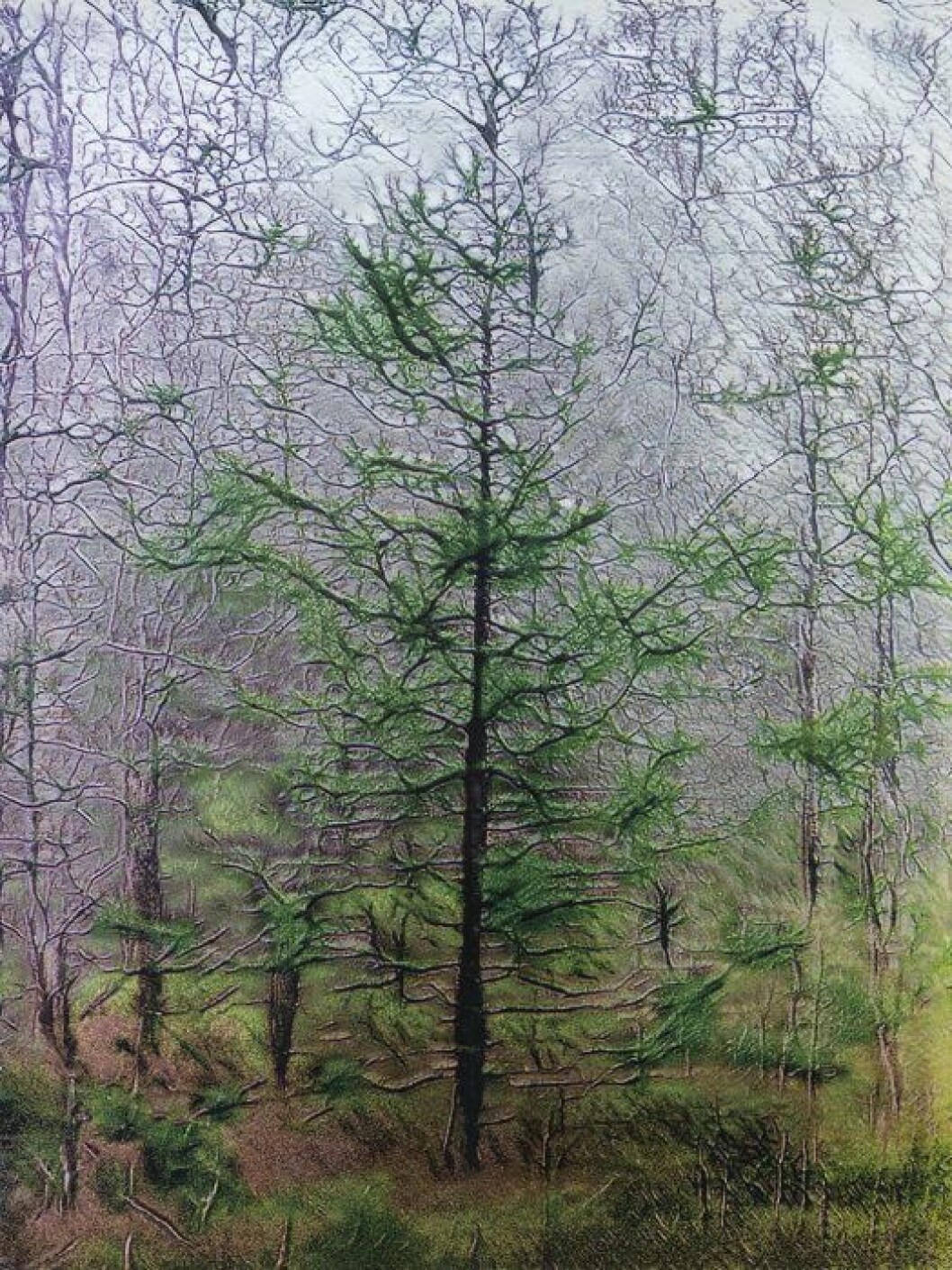Toril Johannessen «Vinterskog Skomakerdiket, Svartediket eller Melkeplassen / Skogsaken / nettverk 015572» (2019). Toril Johannessen «Vinterskog Skomakerdiket, Svartediket eller Melkeplassen / Skogsaken / nettverk 015572» (2019).