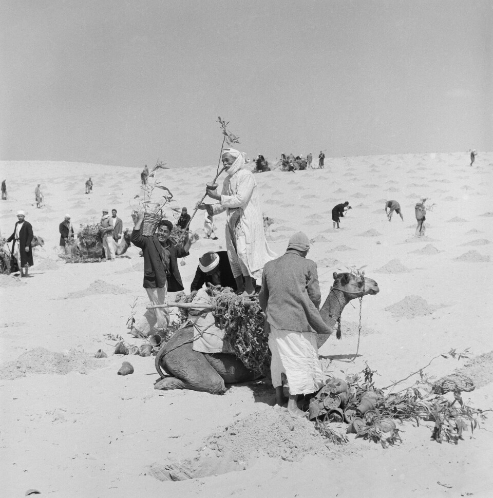 ubb-jg-n-0325-06: Men planting Eucalyptus trees to cultivate the sand dunes as part of an UNRWA program. Gaza Strip, April-May 1957.