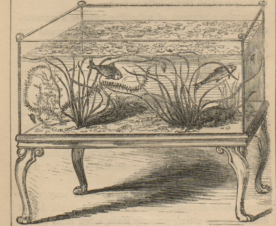 Tegning av et akvarium, fra Shirly Hibbers bok «The book of the aquarium and water cabinet», 1856. UBB.