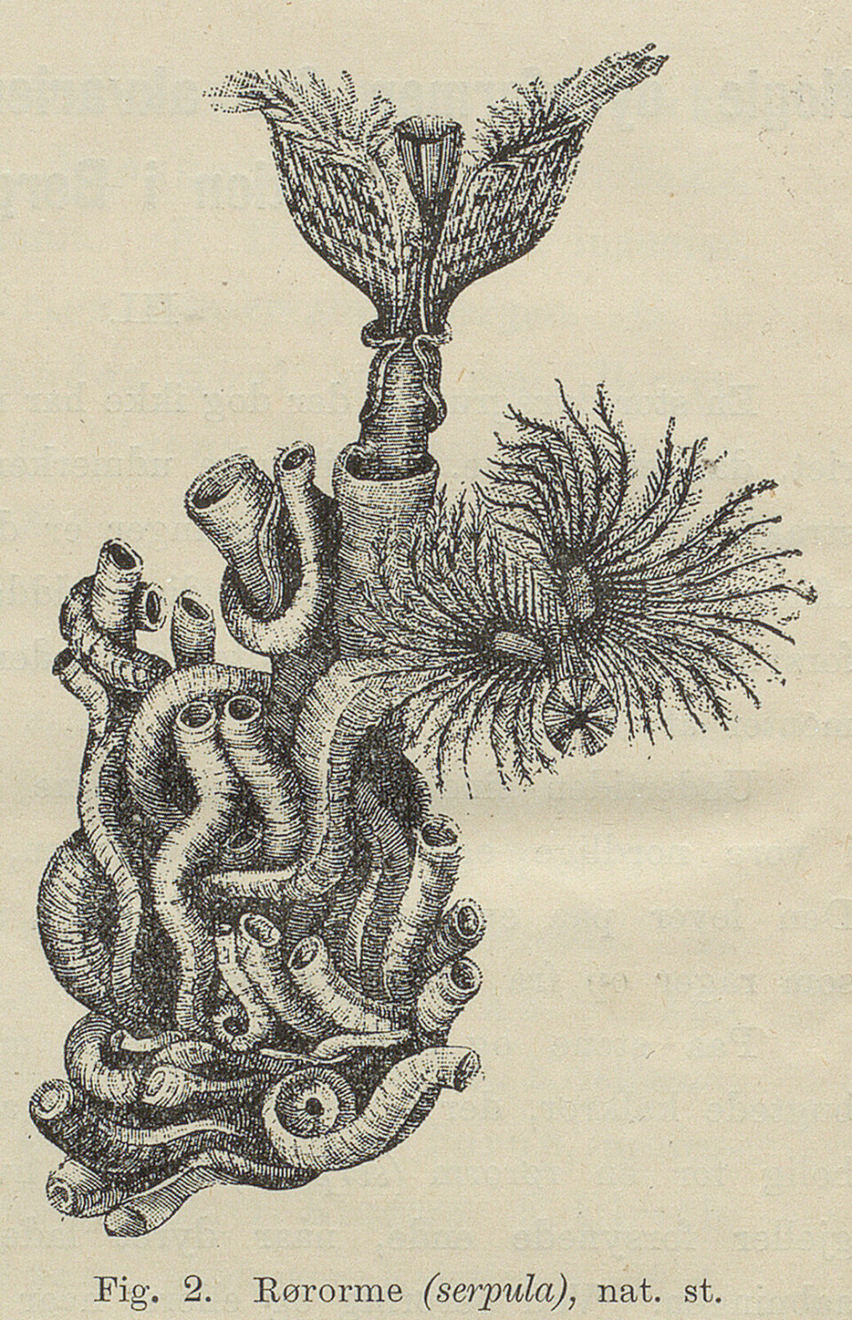 Tegning av en levende rørorm. Naturen nr. 1, 1893. Manuskript- og librarsamlingen, UBB.