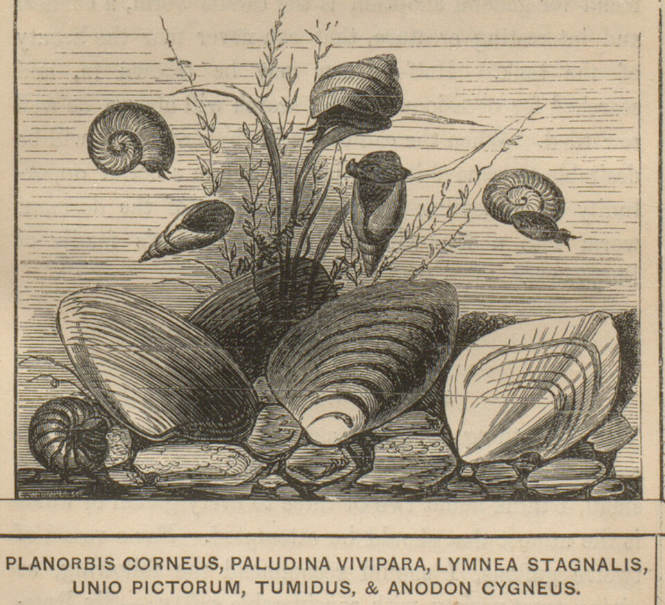 Tegning skjell og snegler som også kunne egne seg i et akvarium, fra Shirly Hibbers bok «The book of the aquarium and water cabinet», 1856. UBB.