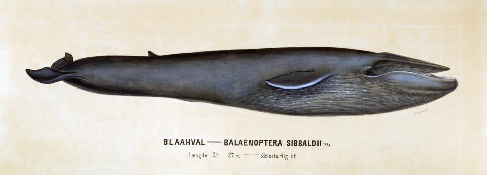 Blåkval, måla av Henrich Bucher jr. Originalen er ca. 1 meter lang.