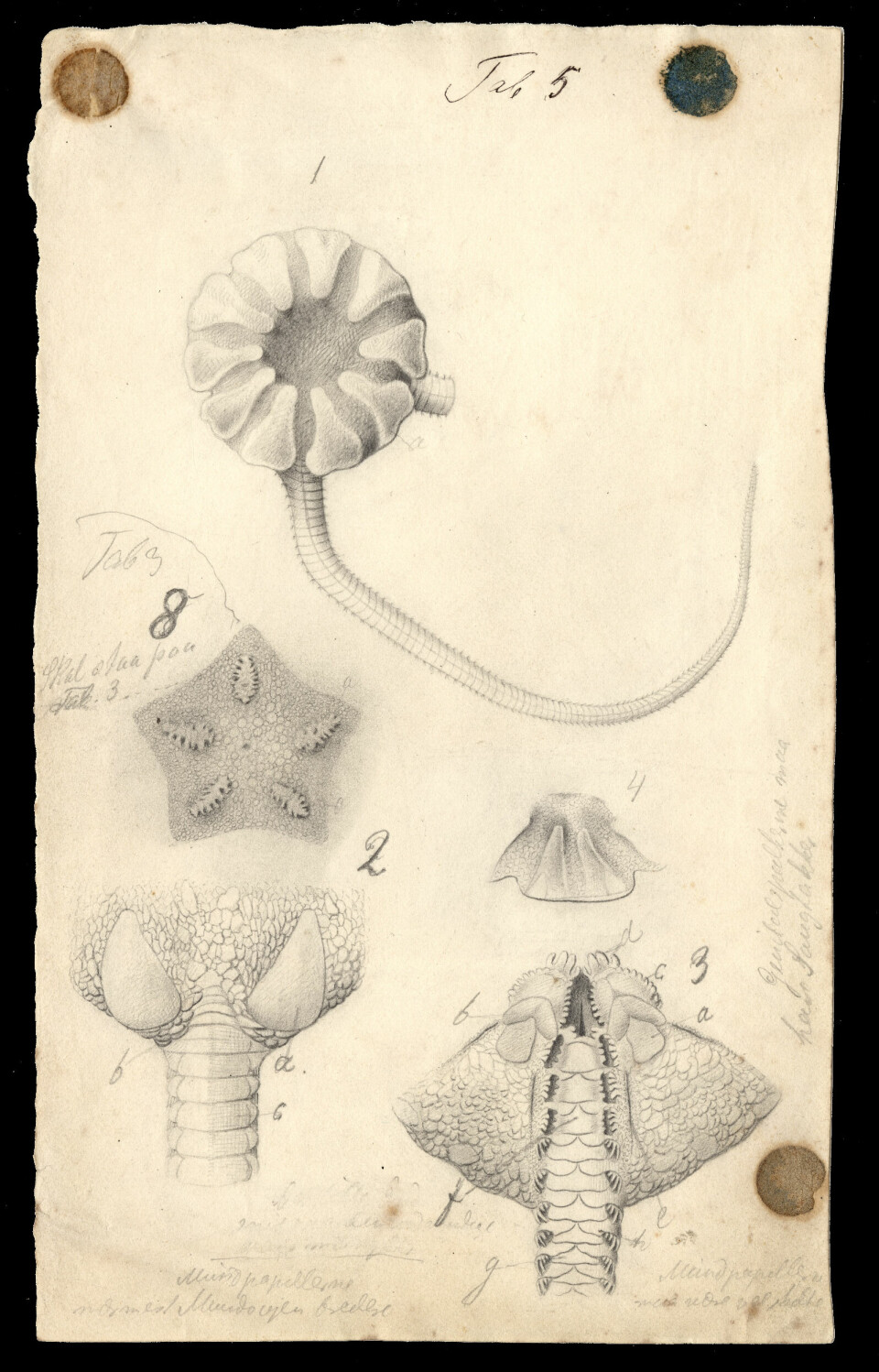 Originalteikningar av slangestjerner, laga for James Grieg til kapittel om Ophiuroidea i bind 5 av Den Norske Nordhavs-Expedition, publisert 1893.Teikna av Henrich Bucher jr.
